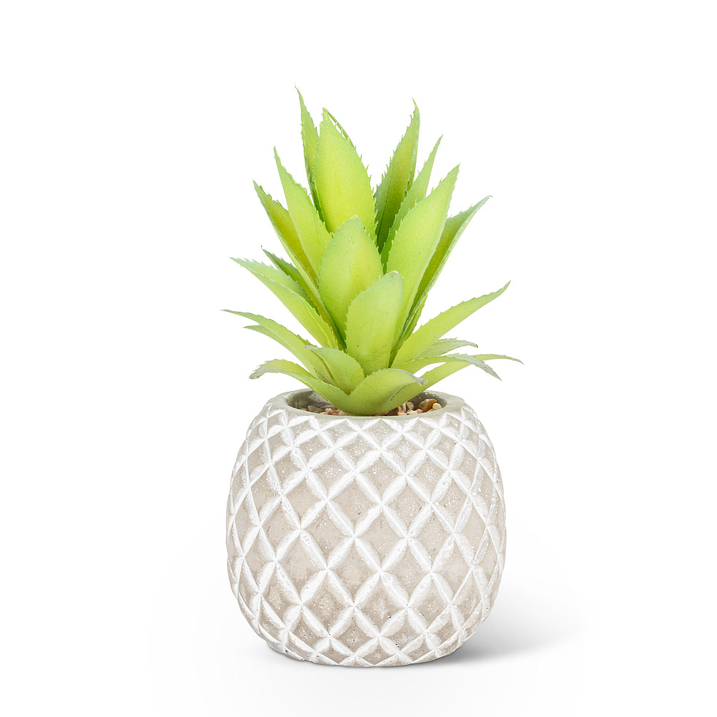 Succulent in Pineapple | 7\"H