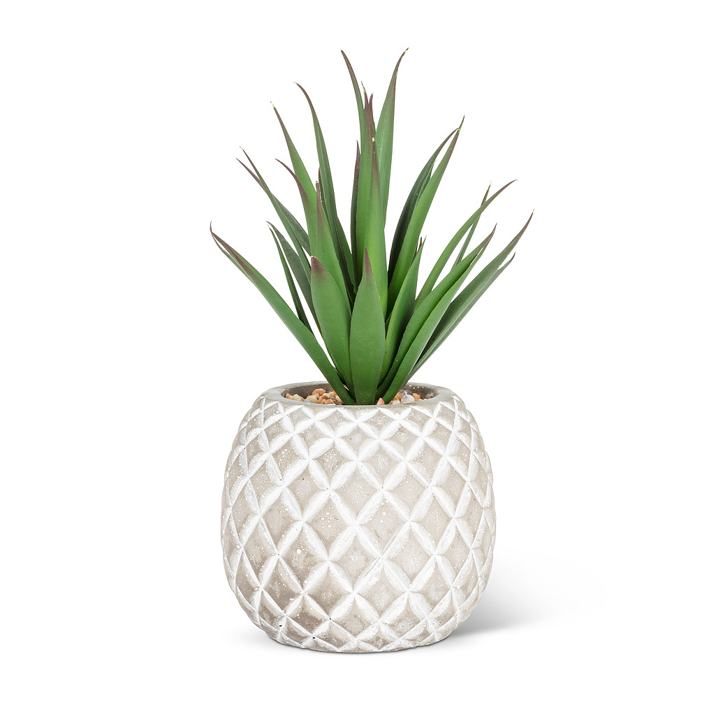 Succulent in Pineapple | 8"H