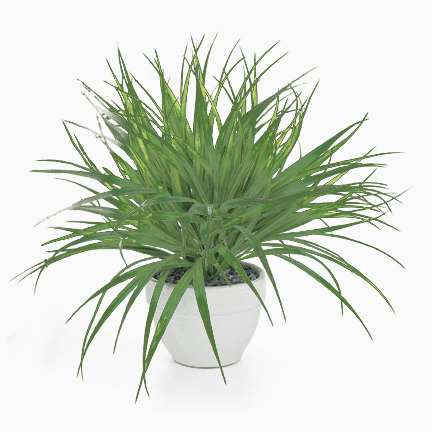 Torre & Tagus Grass Plant - Dark Green